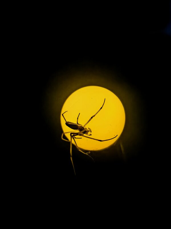 Ночь - Елена 