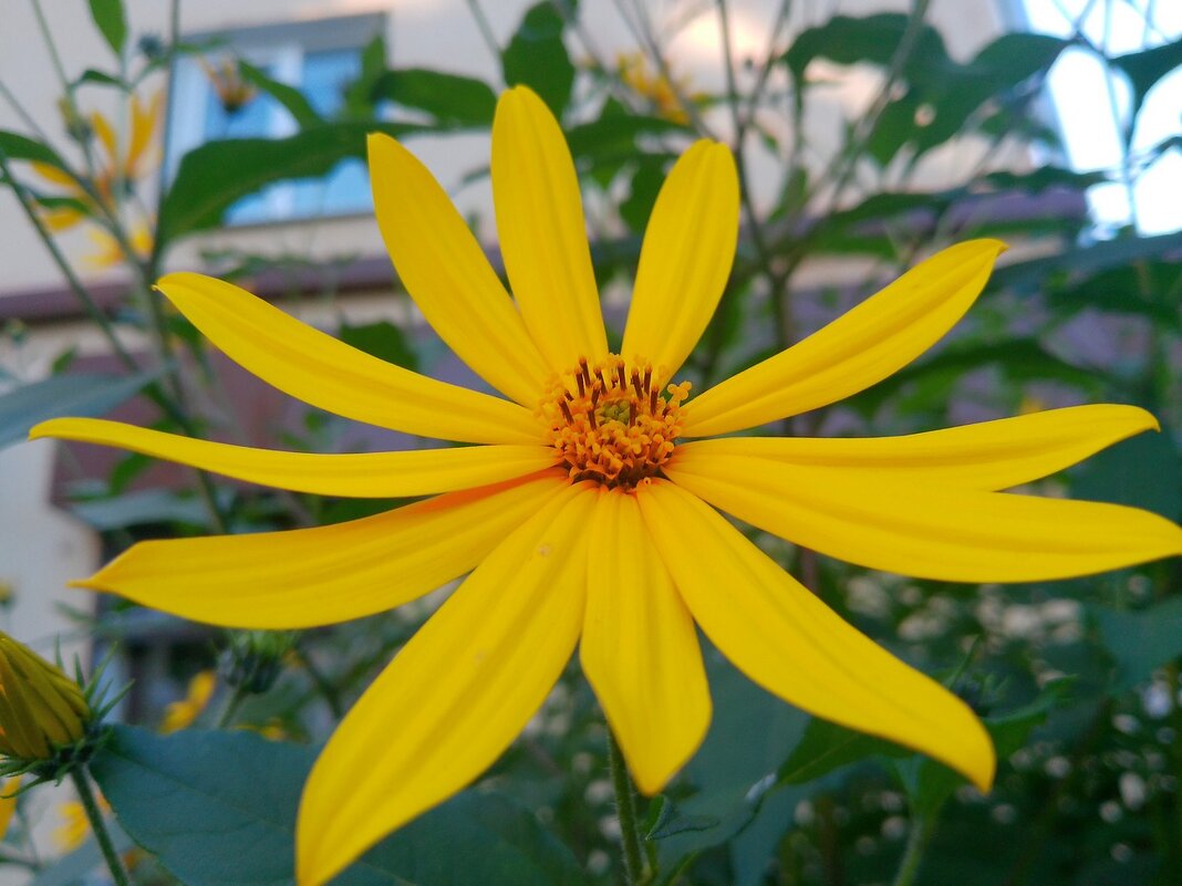 Топинамбур - Елена Суханова