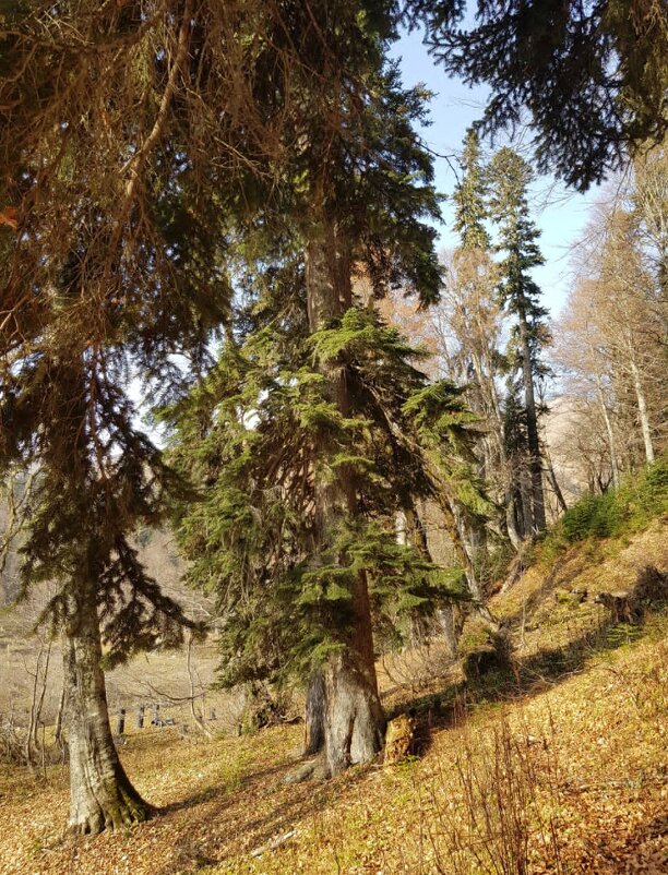 Абхазия - Tata Wolf