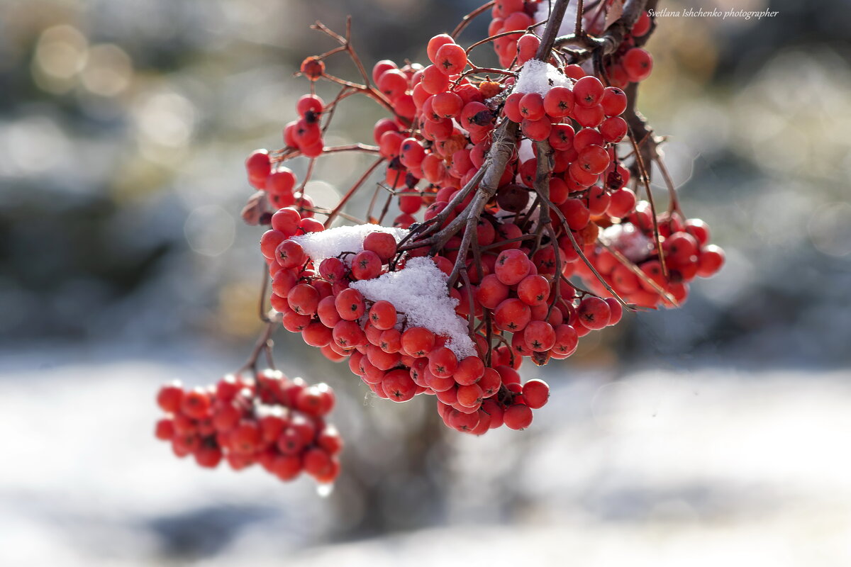 ... - Светлана Ищенко