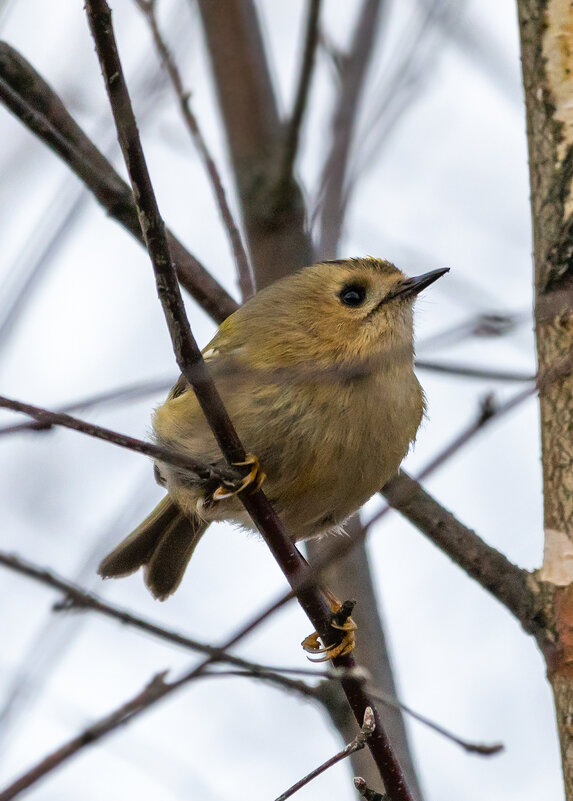Королек - Владимир Лазарев Королек - Владимир Лазарев