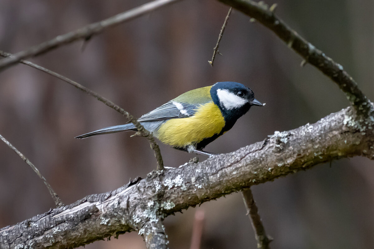 Большая синица - Владимир Лазарев Большая синица - Владимир Лазарев