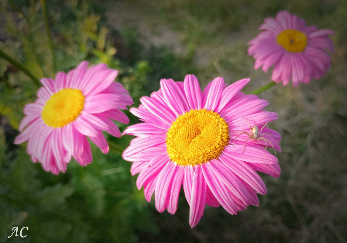 Паук бокоход на розовой ромашке - Любовь Сахарова