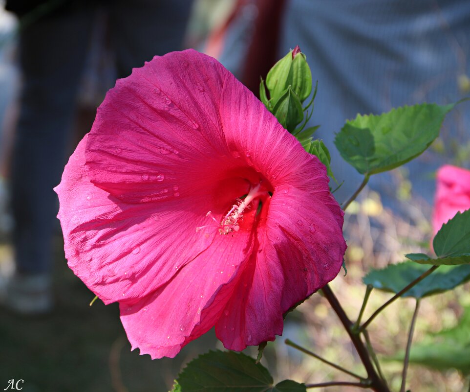 Гибискус болотный - Любовь Сахарова Гибискус болотный - Любовь Сахарова