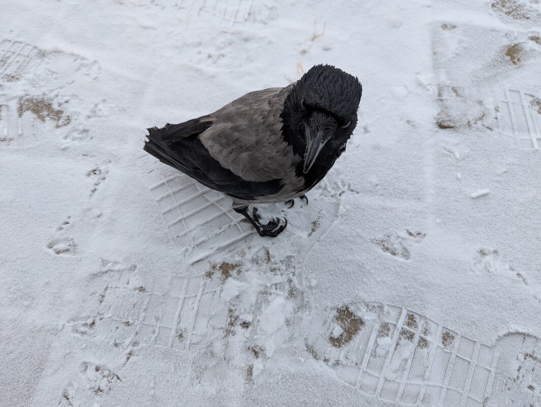 Серая любопытная ворона... - Андрей Хлопонин Серая любопытная ворона... - Андрей Хлопонин