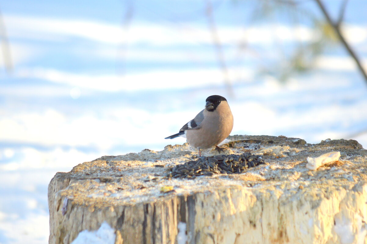 Снегириха - Татьяна Лютаева Снегириха - Татьяна Лютаева