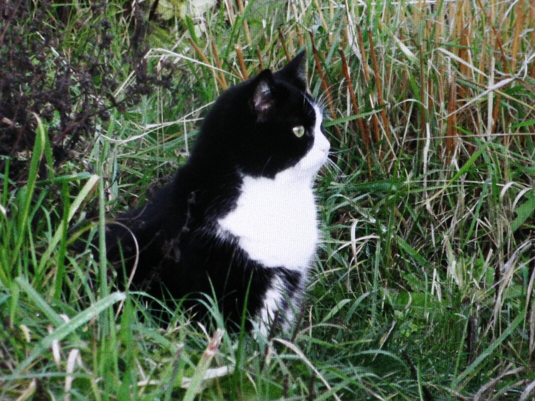 Кого-то увидел - Людмила Смородинская Кого-то увидел - Людмила Смородинская