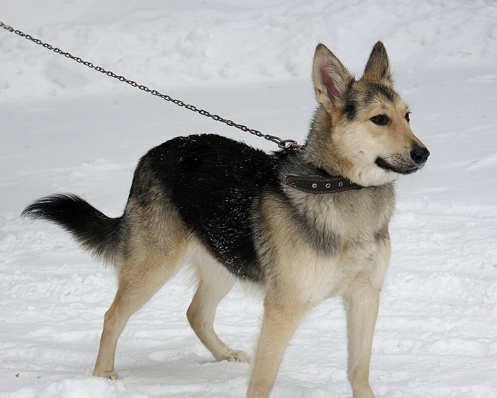 Встреча в парке - Галина Нестратова Встреча в парке - Галина Нестратова