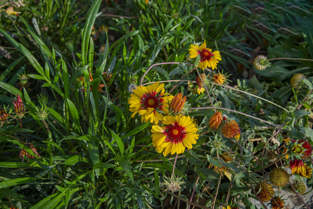 Стойкие - Анатолий Чикчирный