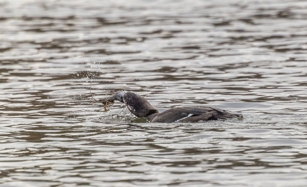 турпан. - юрий макаров