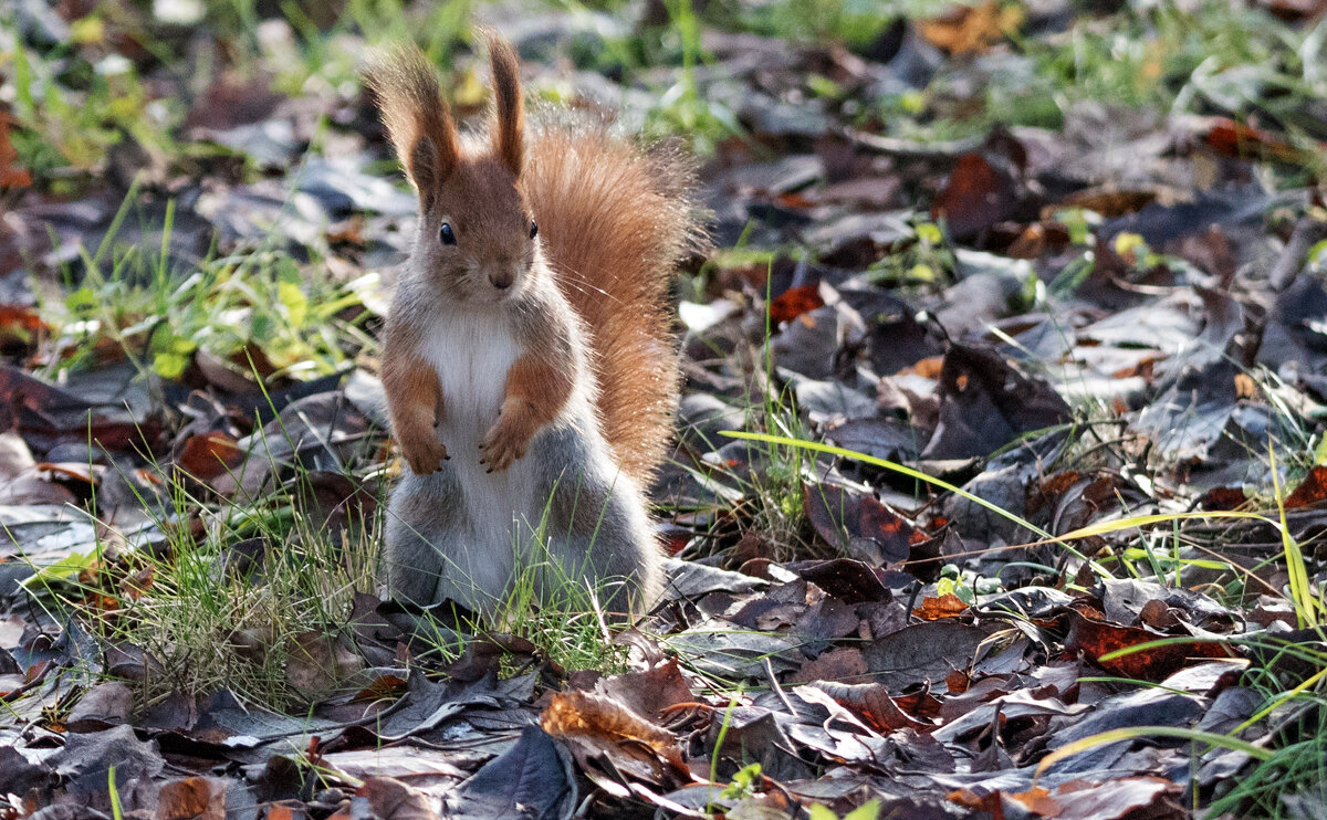 * - Владимир Безбородов