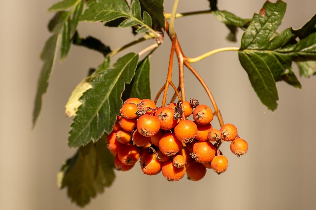 Рябина - Игорь Сикорский