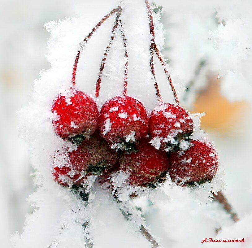 Зарисовки декабря.... - Андрей Заломленков