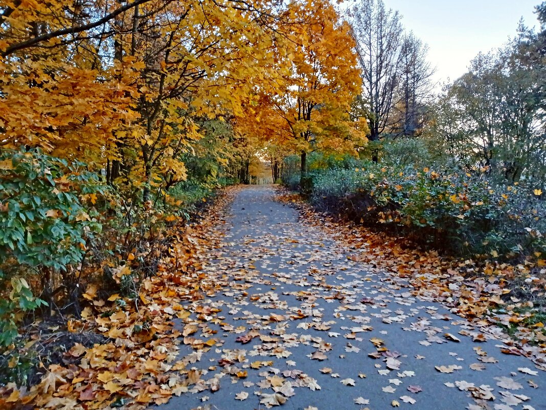 Пути-дороги осенние... - Лия ☼ Пути-дороги осенние... - Лия ☼