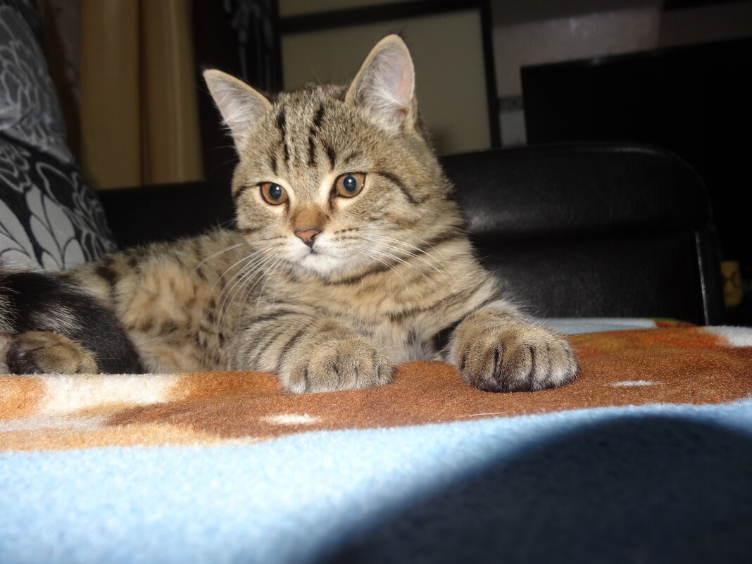 мурзик - СЕРГЕЙ ФИЛОЧКИН мурзик - СЕРГЕЙ ФИЛОЧКИН