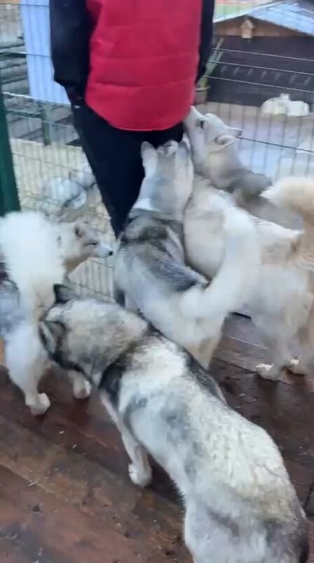 Хаски Хутор на Роза Хутор - Ирэн 