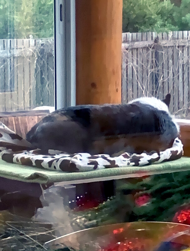 Спящий Чак на даче.. - Ольга Довженко Спящий Чак на даче.. - Ольга Довженко