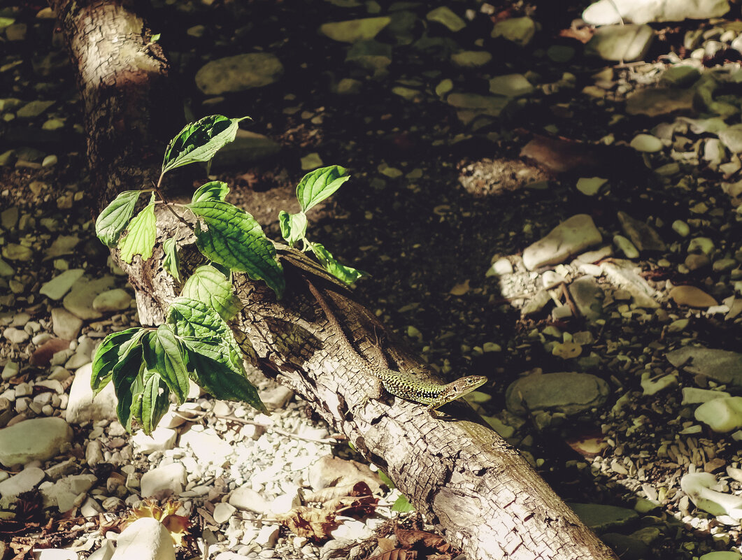 Получая энергию - Сергей Царёв Получая энергию - Сергей Царёв