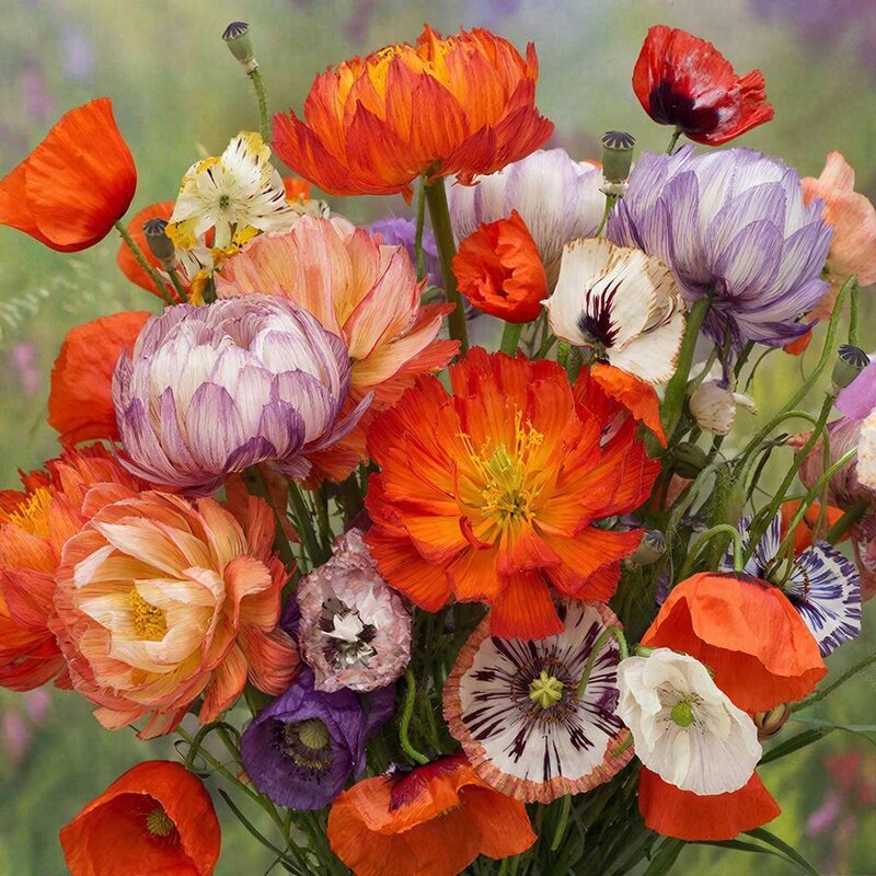 ЭЩОЛЬЦИЯ - СЕРГЕЙ ФИЛОЧКИН