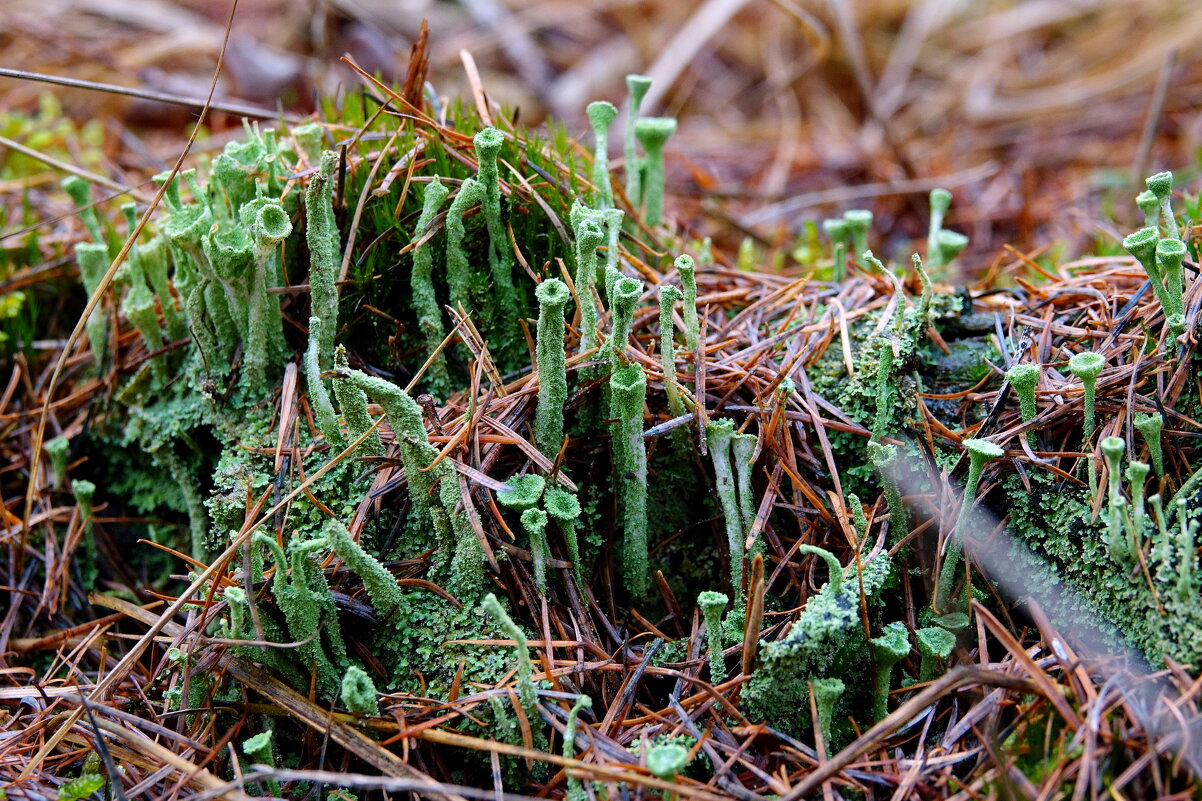 Про кладонию... - Николай Гирш