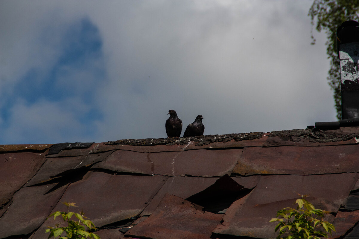 На крыше - Chortyla На крыше - Chortyla