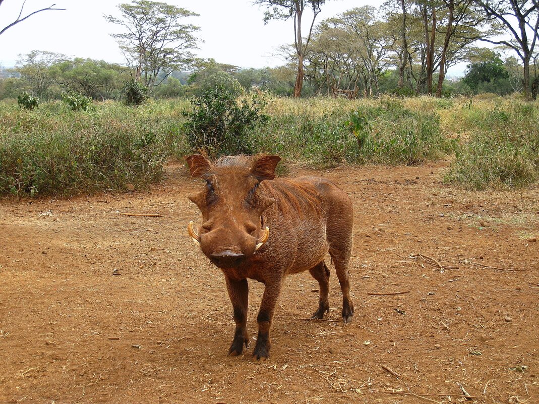 Опасная зверюга! - unix (Илья Утропов) Опасная зверюга! - unix (Илья Утропов)