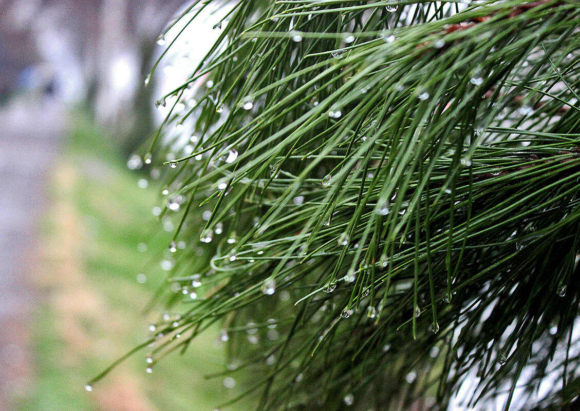 Рассыпался бисер по веткам... - Светлана Рассыпался бисер по веткам... - Светлана