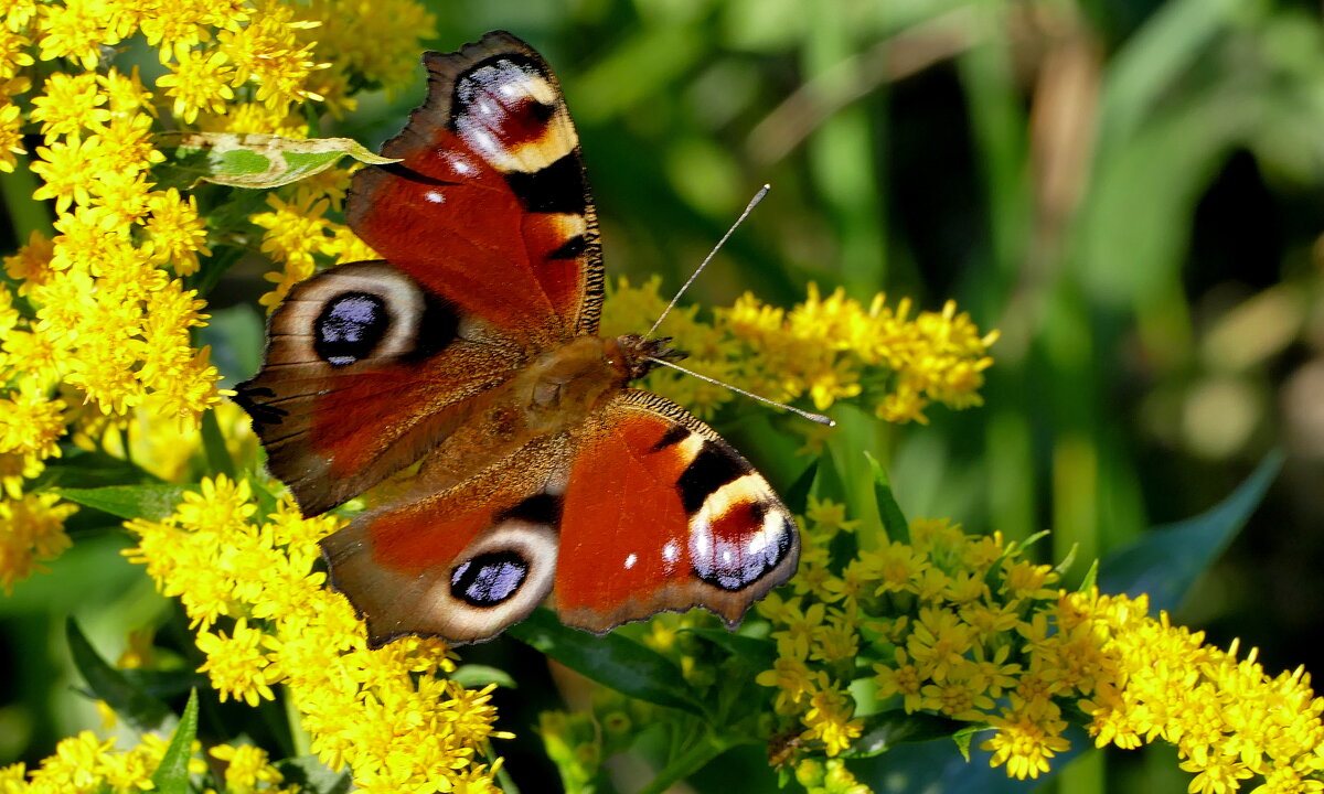 опять про бабочек...151 - Александр Прокудин опять про бабочек...151 - Александр Прокудин
