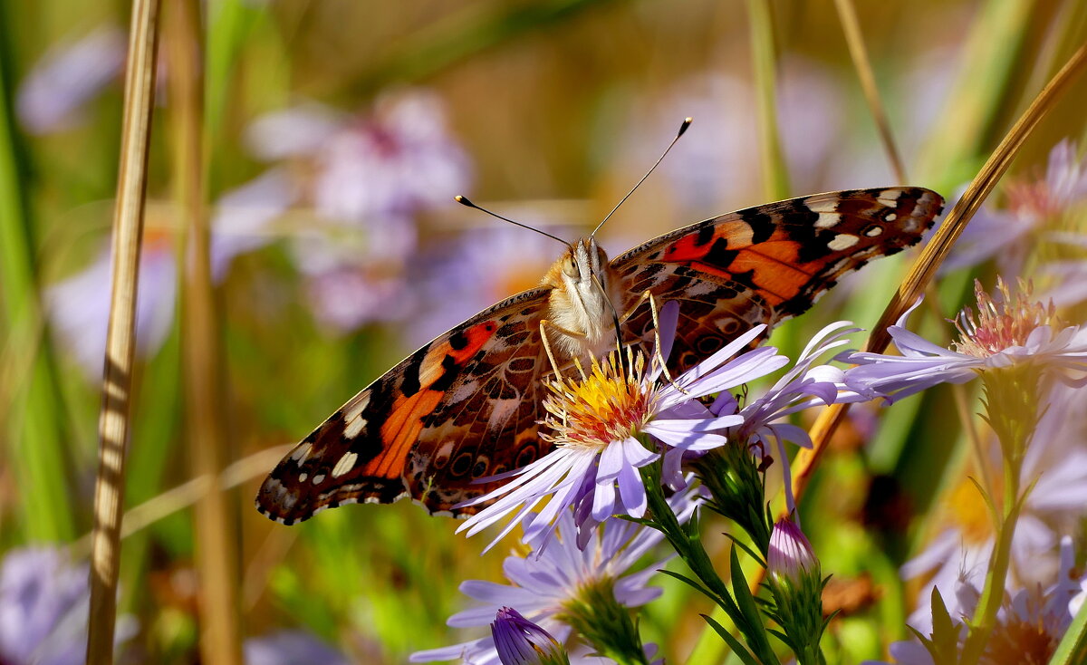 опять про бабочек...154 - Александр Прокудин опять про бабочек...154 - Александр Прокудин