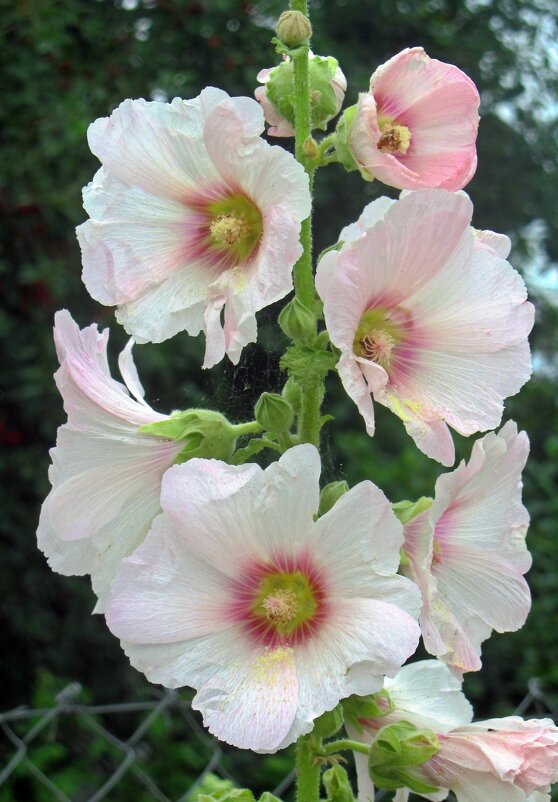 Мальва белая - Сергей Карачин