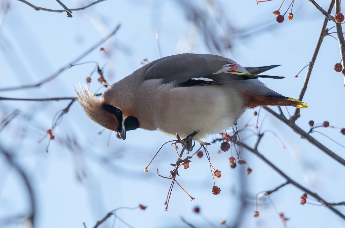 Свиристель - Виктор Иванович Чернюк