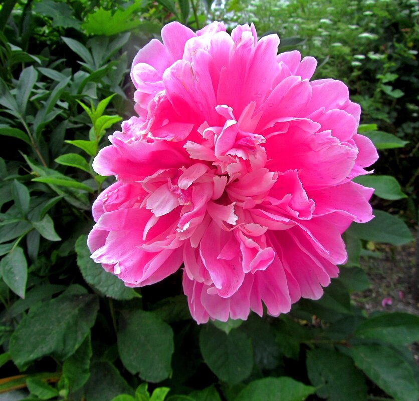 Пионы нашего двора - Сергей Карачин