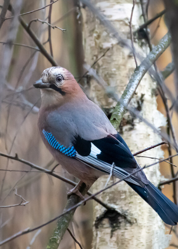 Сойка - Владимир Лазарев