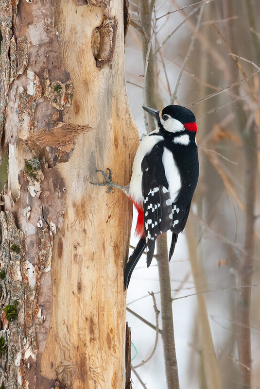 Большой пестрый дятел - Владимир Лазарев