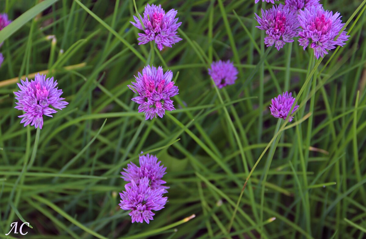 Шнитт-лук - Любовь Сахарова