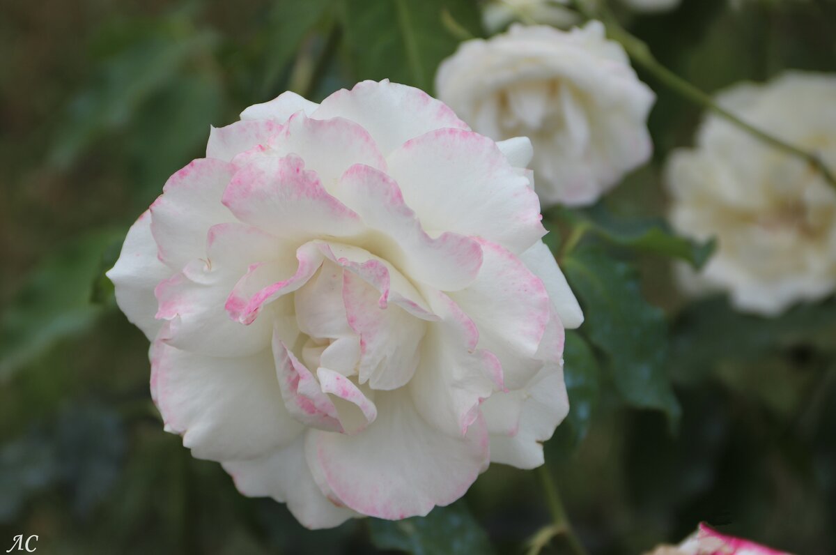 Нежность - Любовь Сахарова