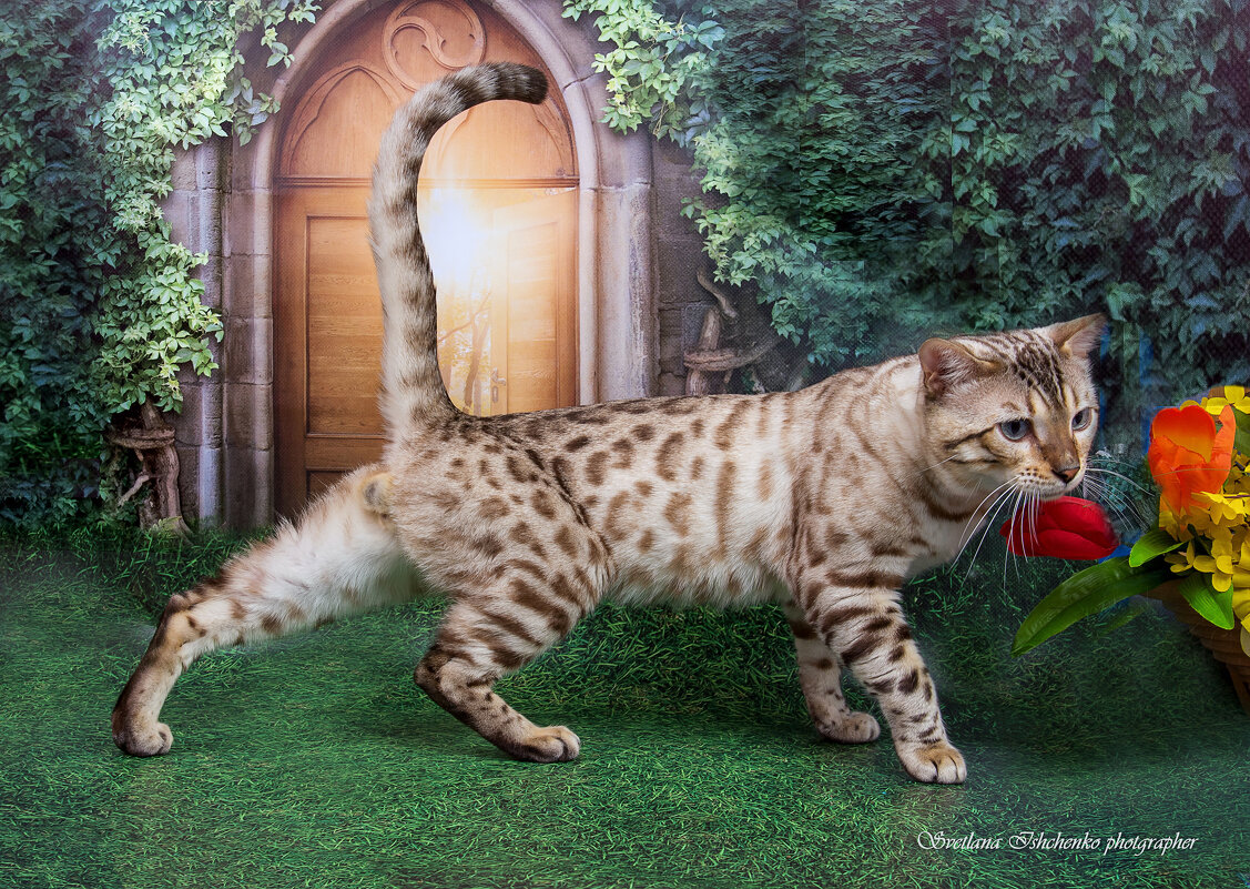 Бенгальский кот - Светлана Ищенко