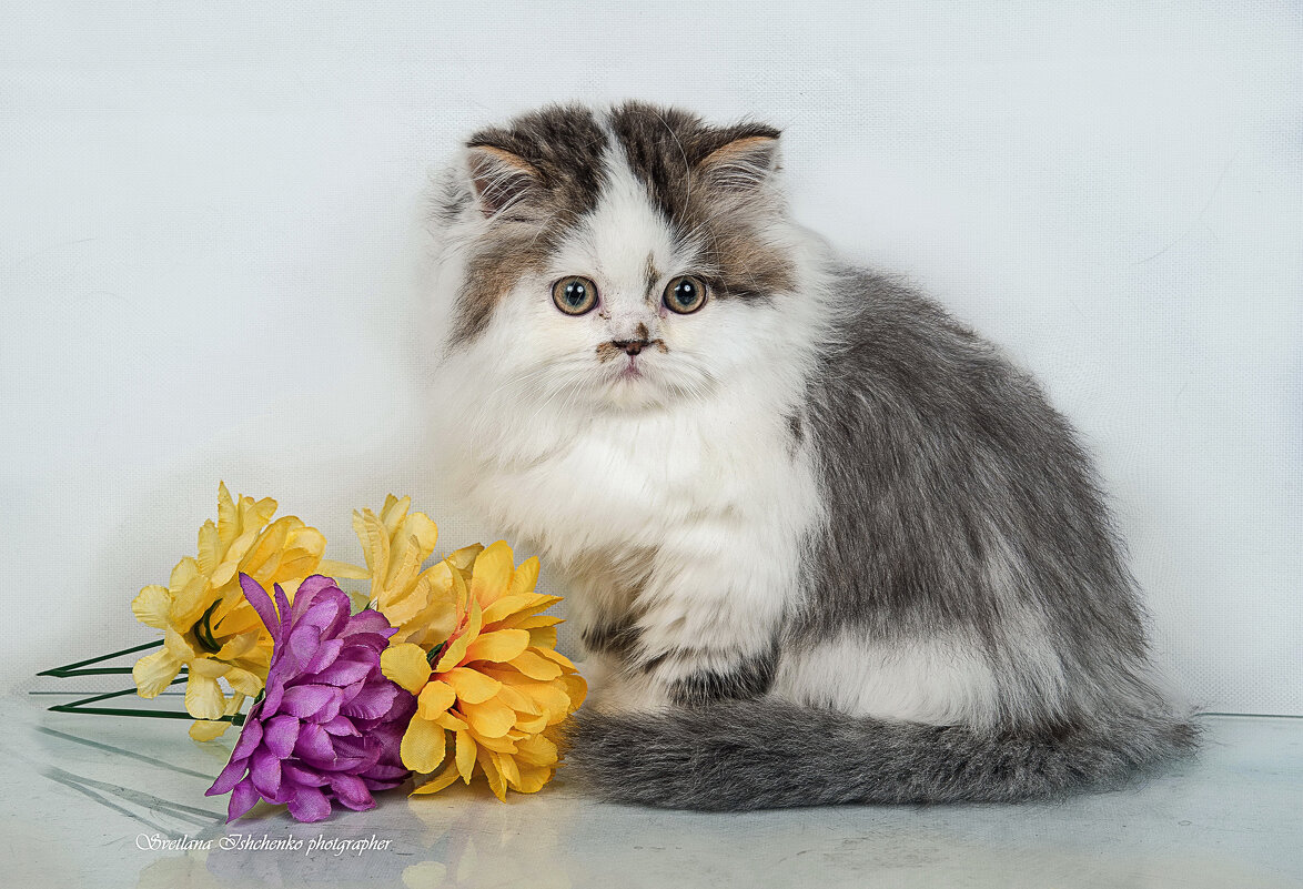 Хайленд-страйт - Светлана Ищенко Хайленд-страйт - Светлана Ищенко