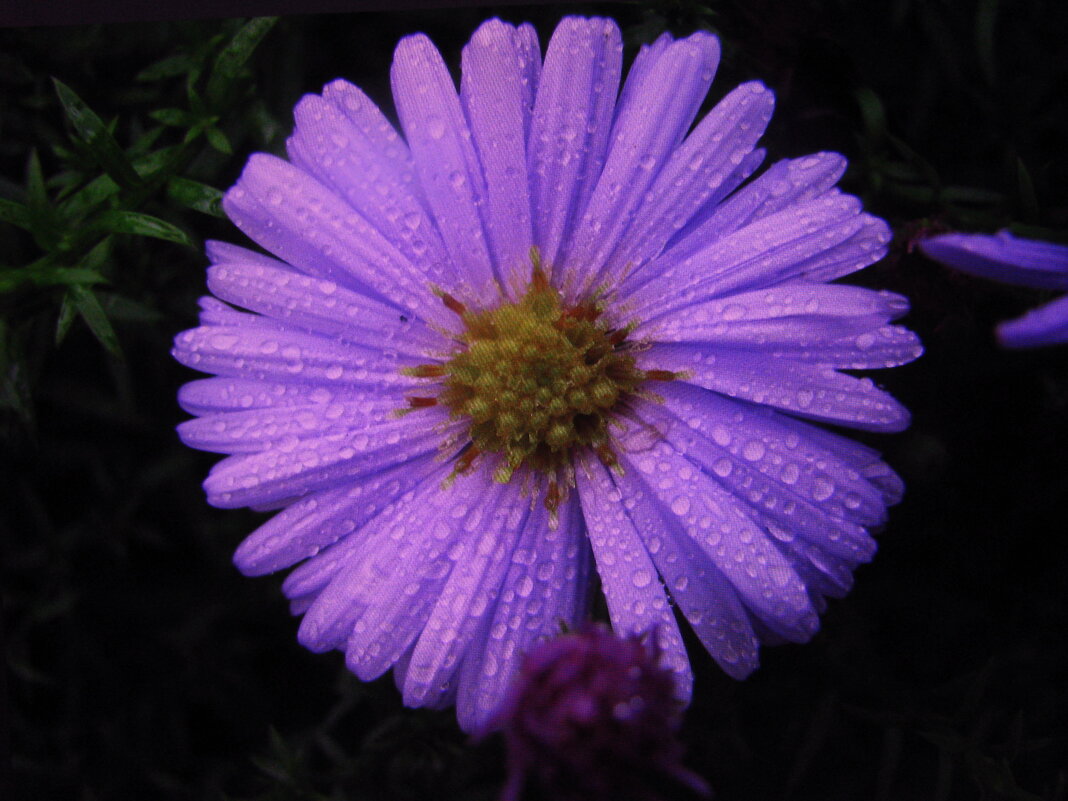 После дождя - Людмила Смородинская После дождя - Людмила Смородинская