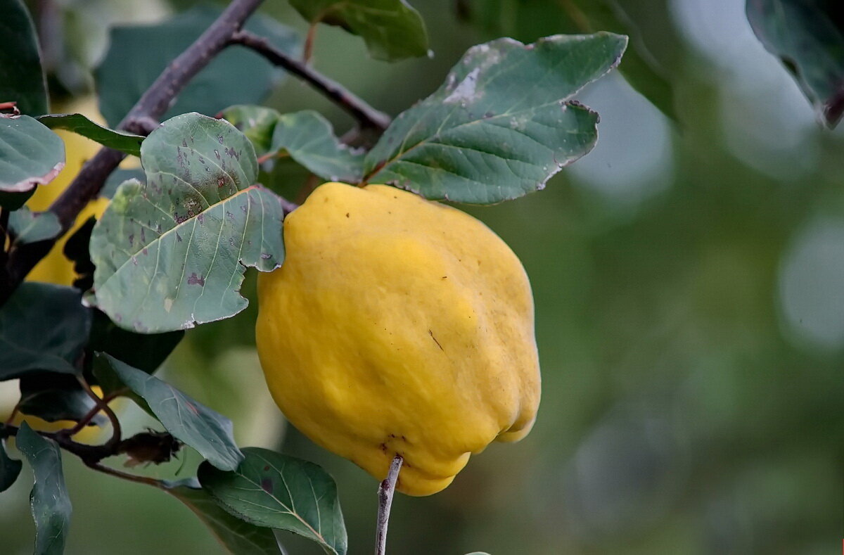 Айва... - Николай Саржанов