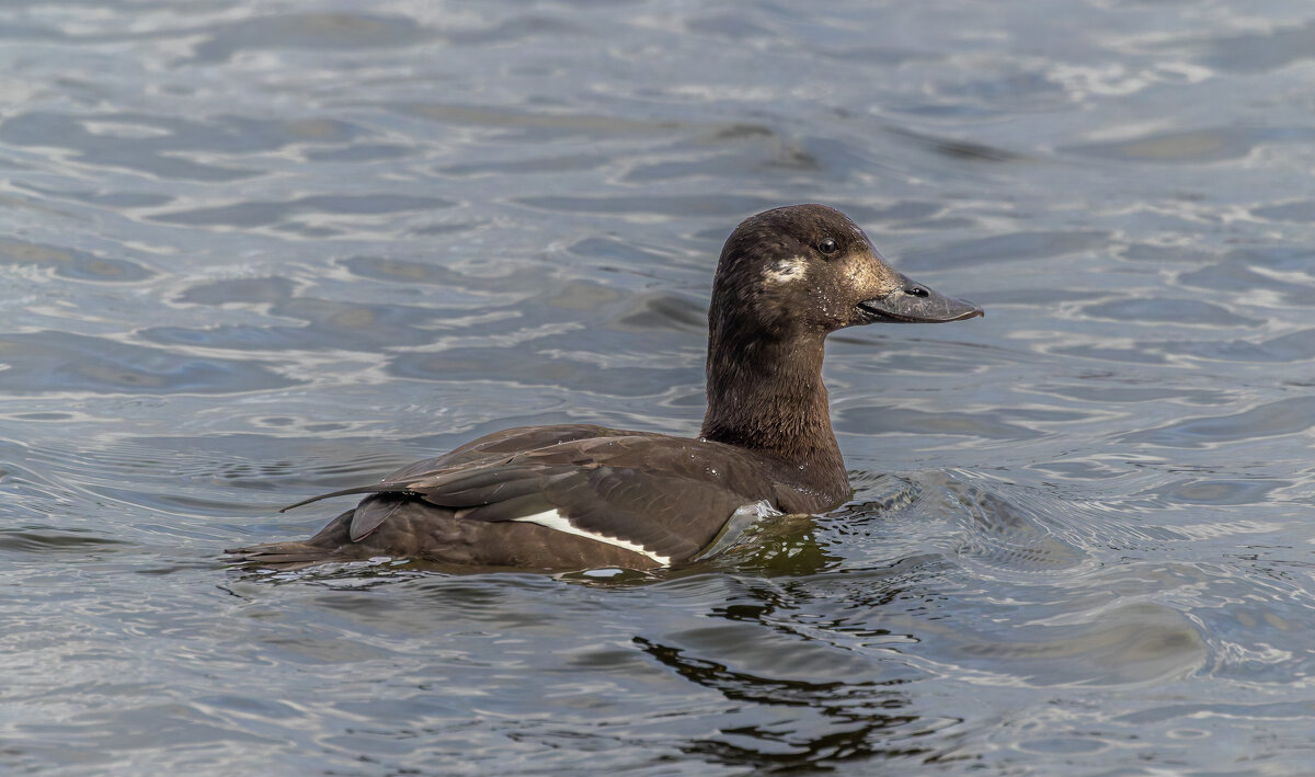турпан. - юрий макаров турпан. - юрий макаров