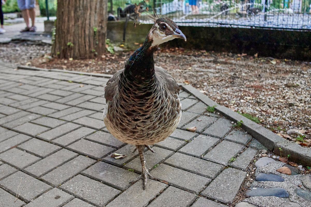 Павлин - Александр Леонов