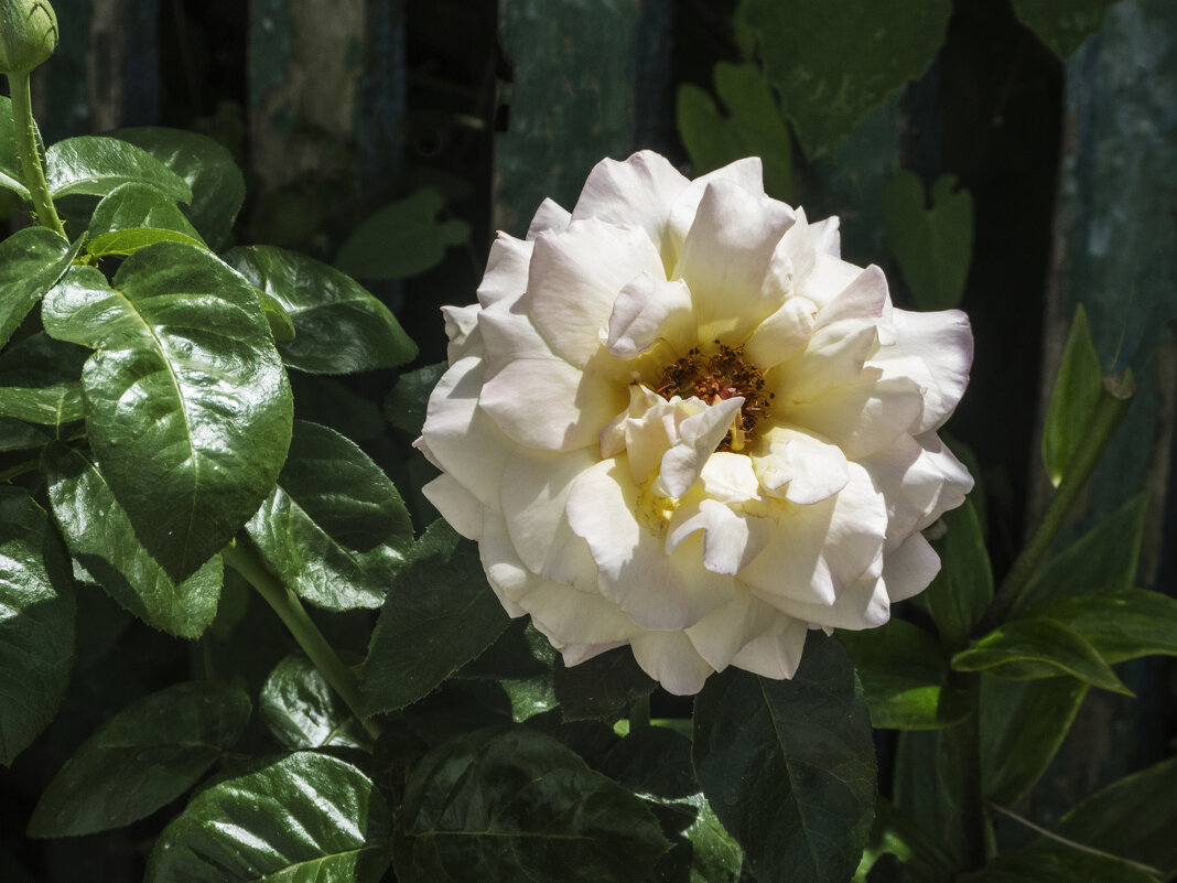 Белая  роза  Вайт  драгон - Валентин Семчишин