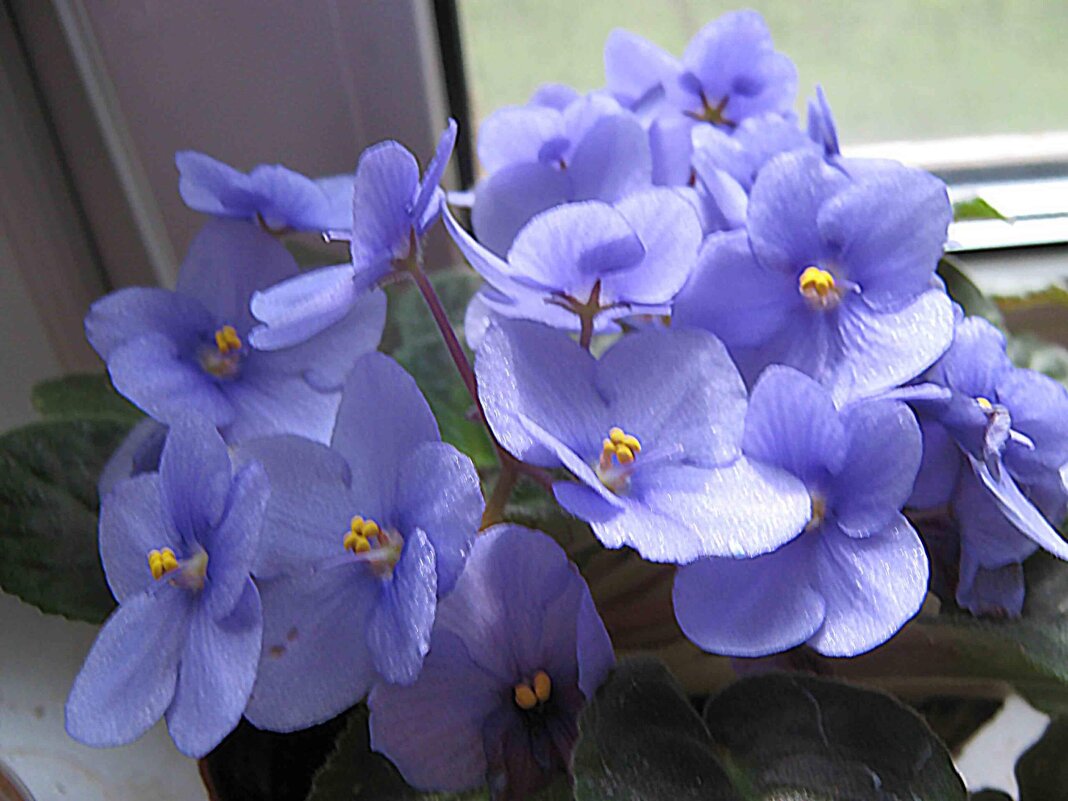 Фиалки - Елена Семигина