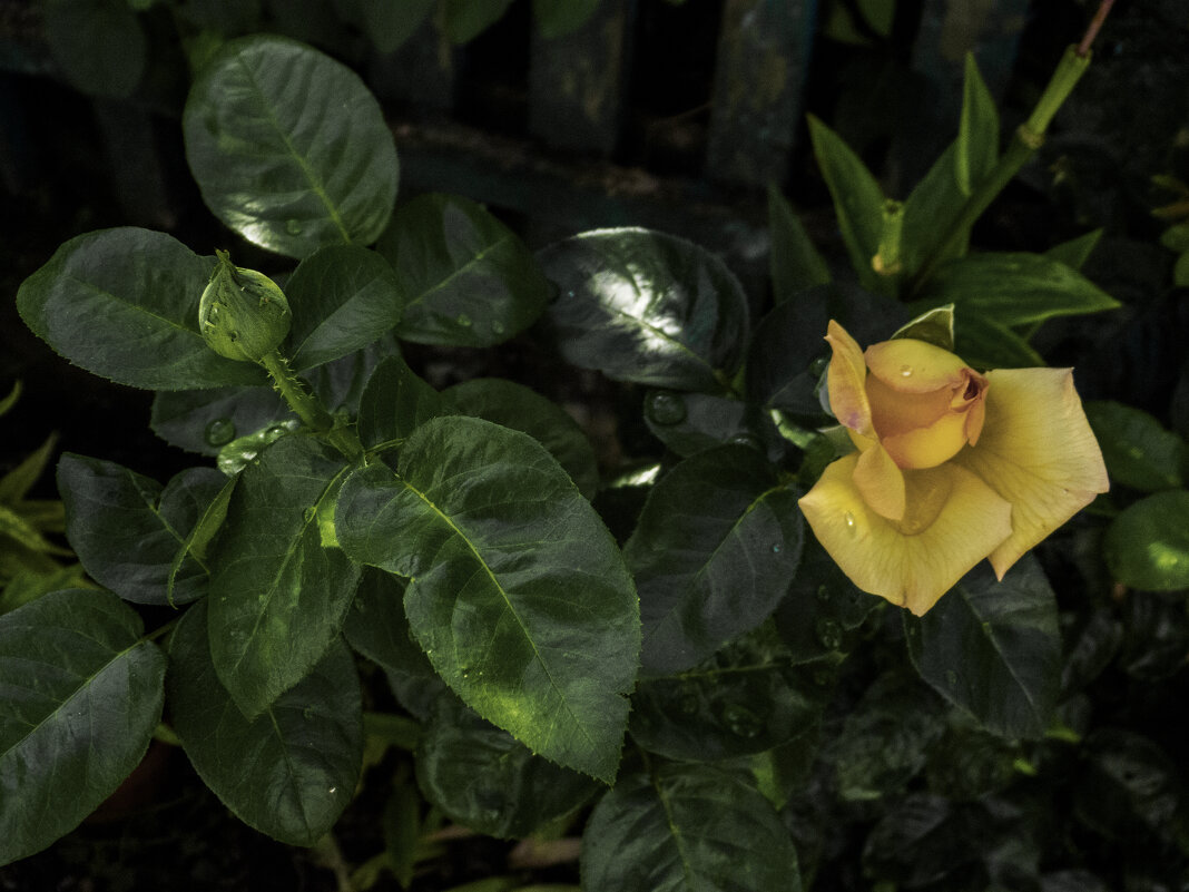 Бутон Глории Дей - Валентин Семчишин