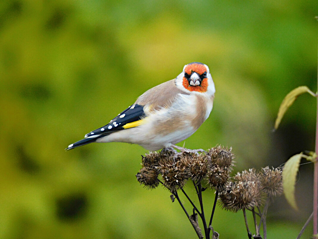 Щегол - Лина 