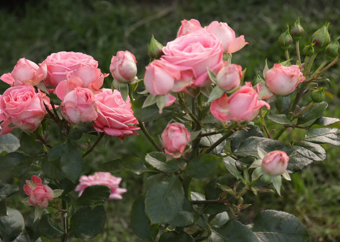 Любителям цветочков! - елена беликова Любителям цветочков! - елена беликова