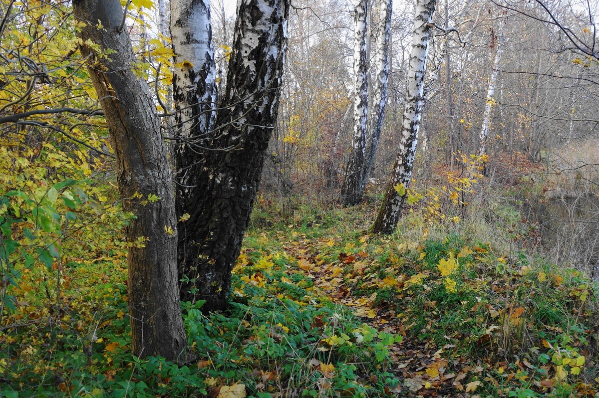 Краски ноября - Рита Симонова