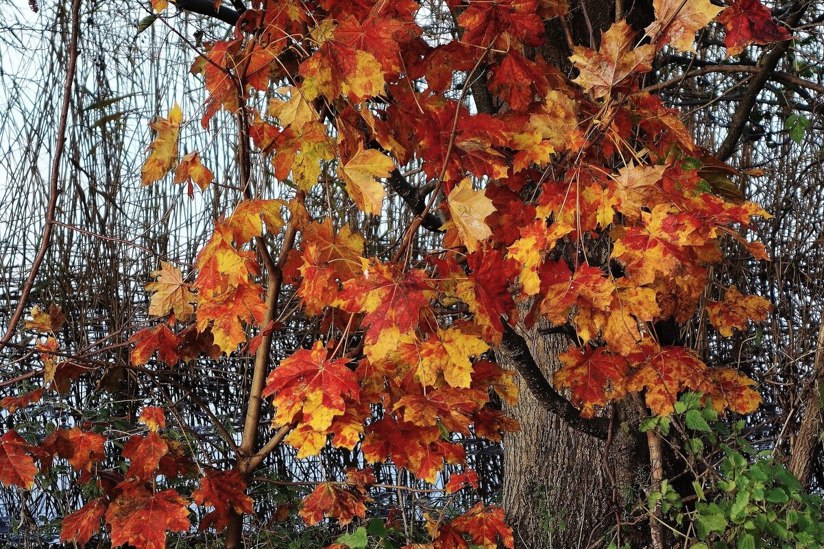 Краски ноября - Рита Симонова Краски ноября - Рита Симонова