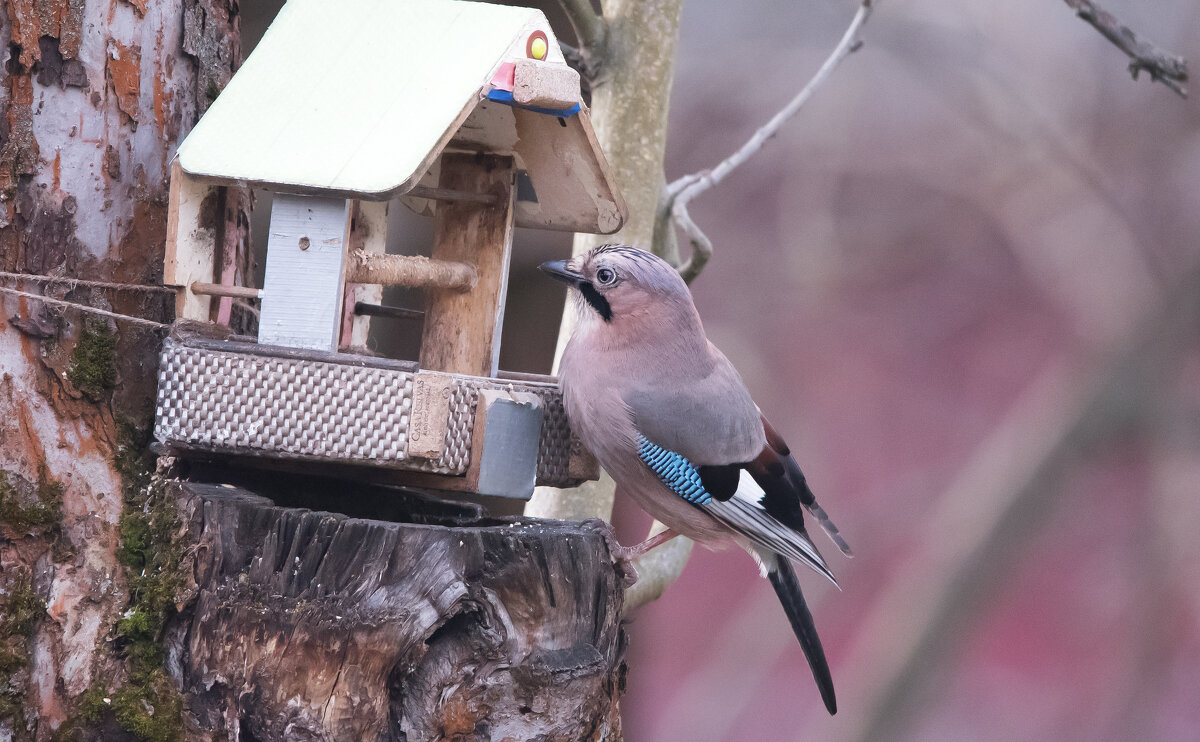 Сойка. - Владимир Безбородов